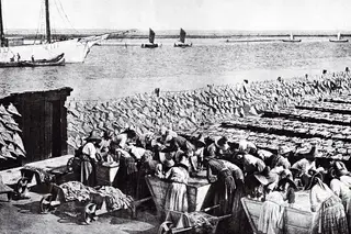 Livros: O bacalhau é uma grande história