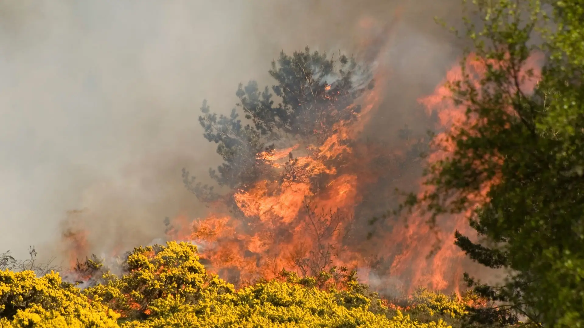 Perigo Máximo De Incêndio 21 Concelhos De Cinco Distritos Em Nível Máximo Expresso 8122