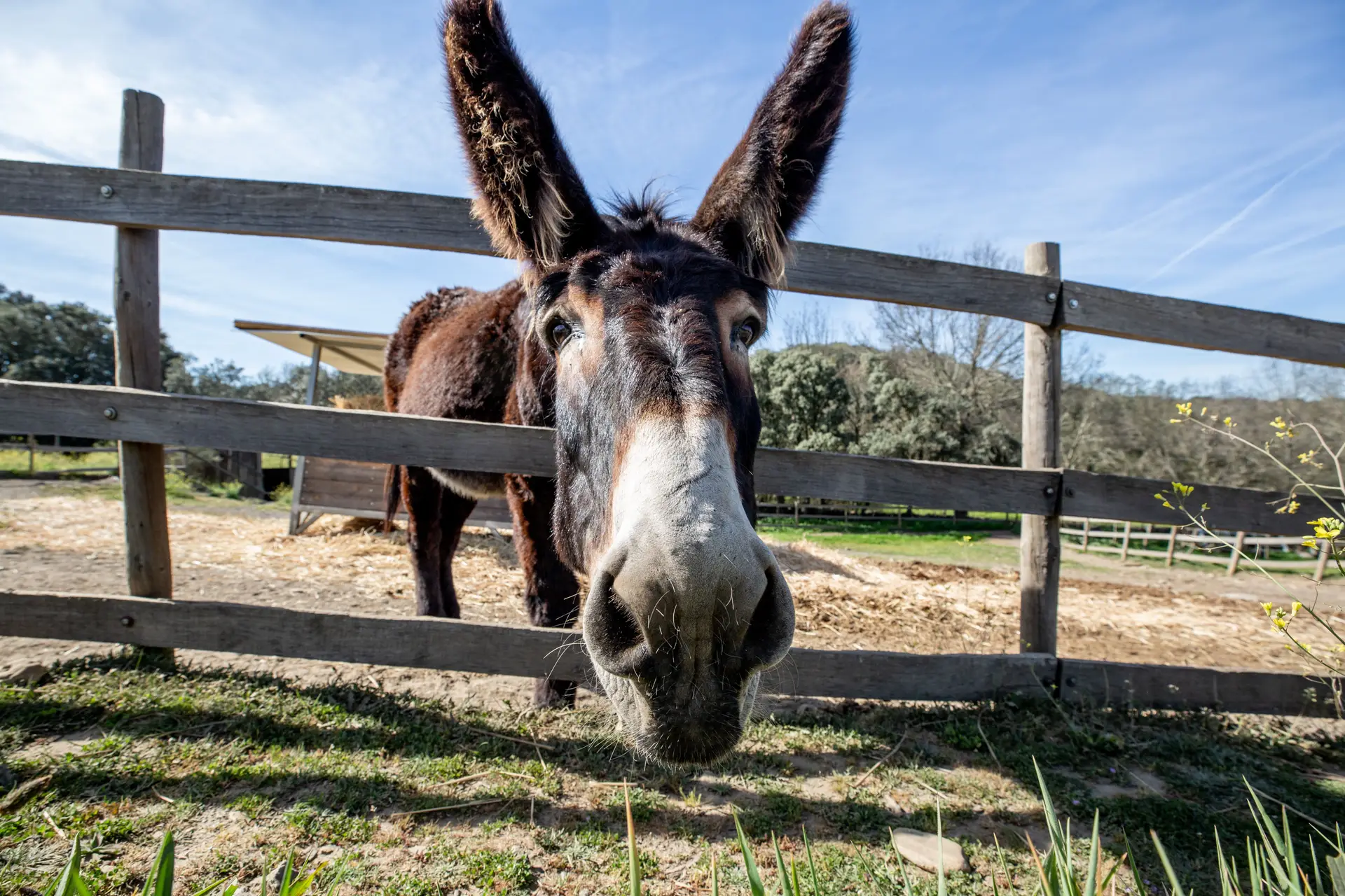 Faça como o burro