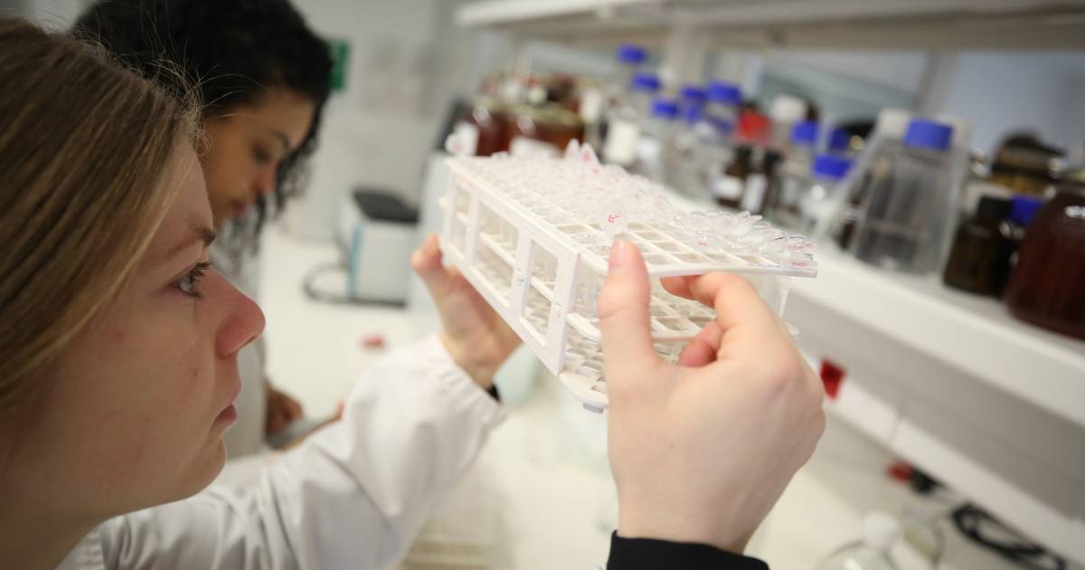 FNE defende quotas para ingresso de investigadores na carreira científica ou docente