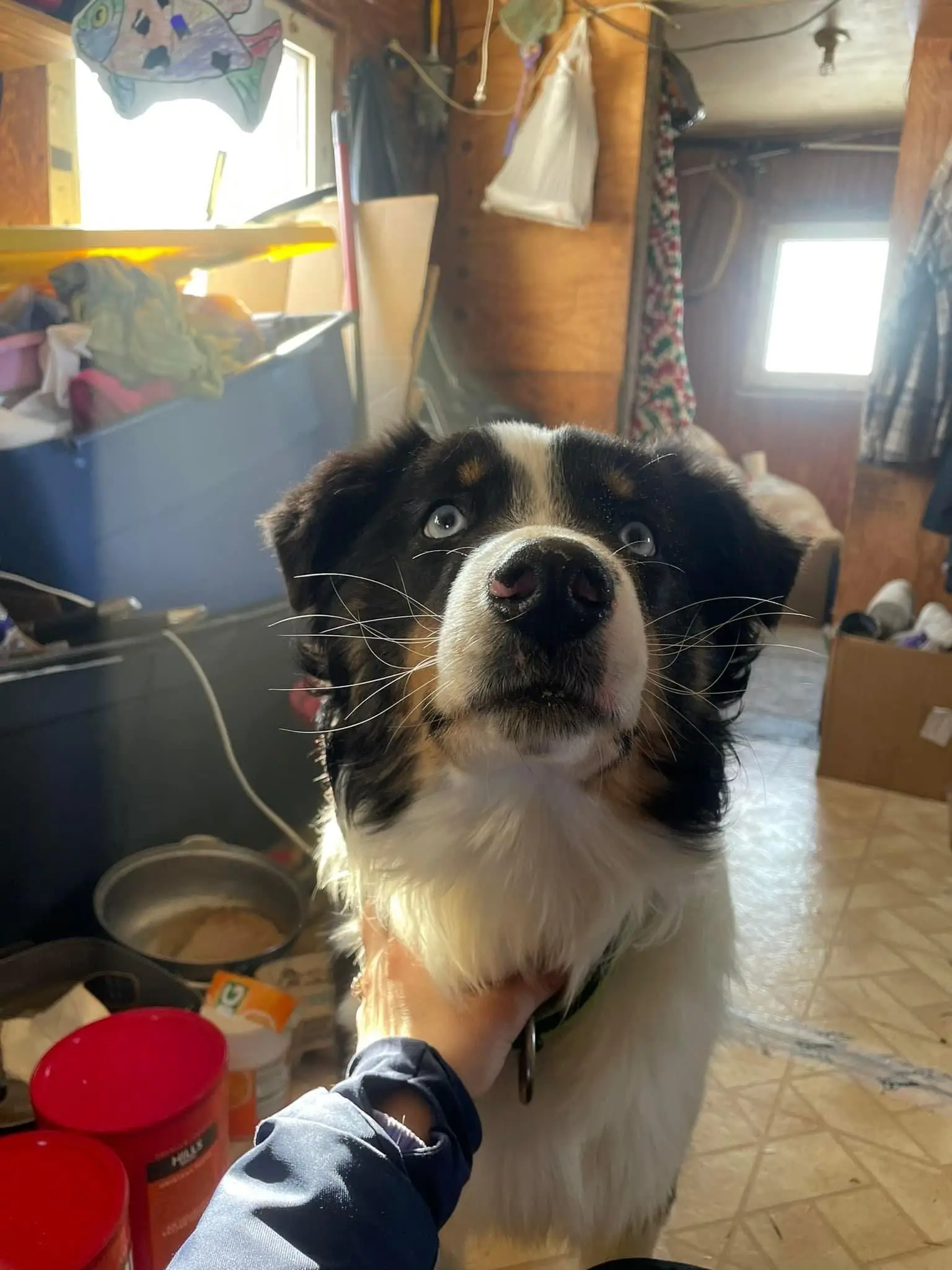 Cão regressa a casa após odisseia de 240 km pelo mar gelado do Alasca