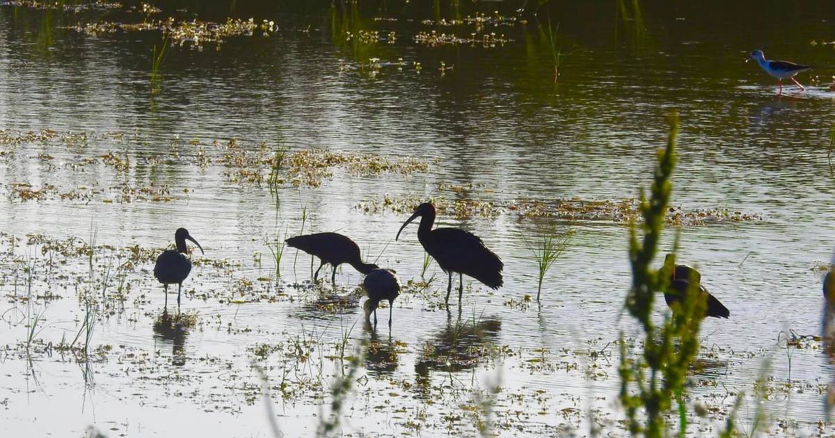 Ministério do Ambiente autoriza ”translocação” de fauna das Alagoas Brancas, biólogos temem consequências para a biodiversidade