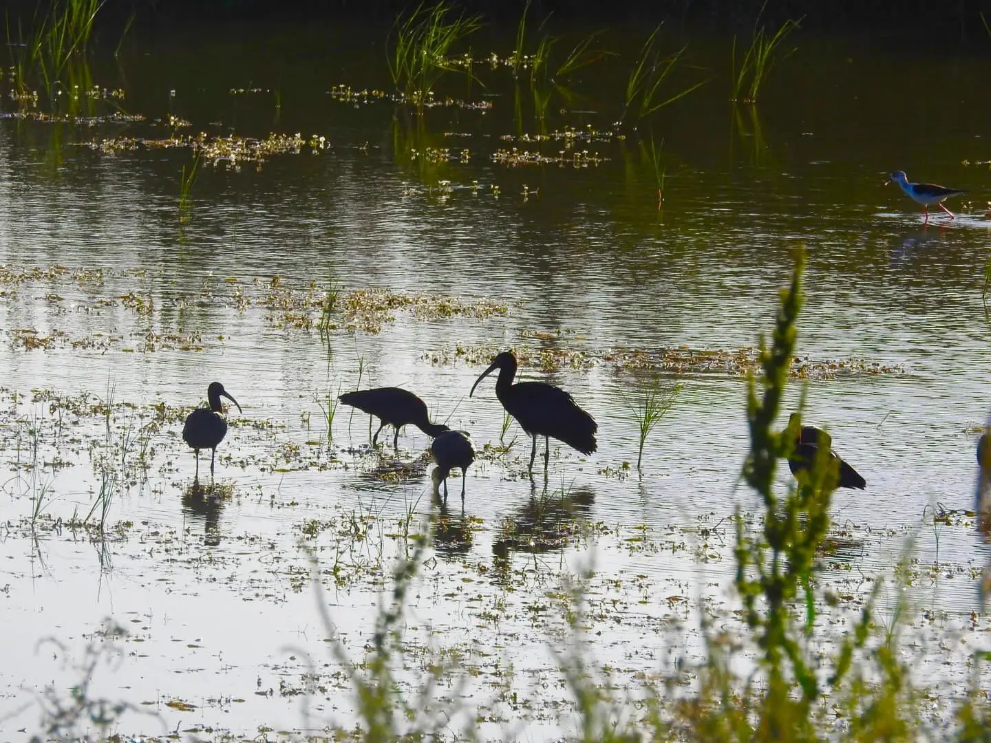 Zona húmida de Alagoas Brancas, no Algarve, serve de refúgio para centenas de aves