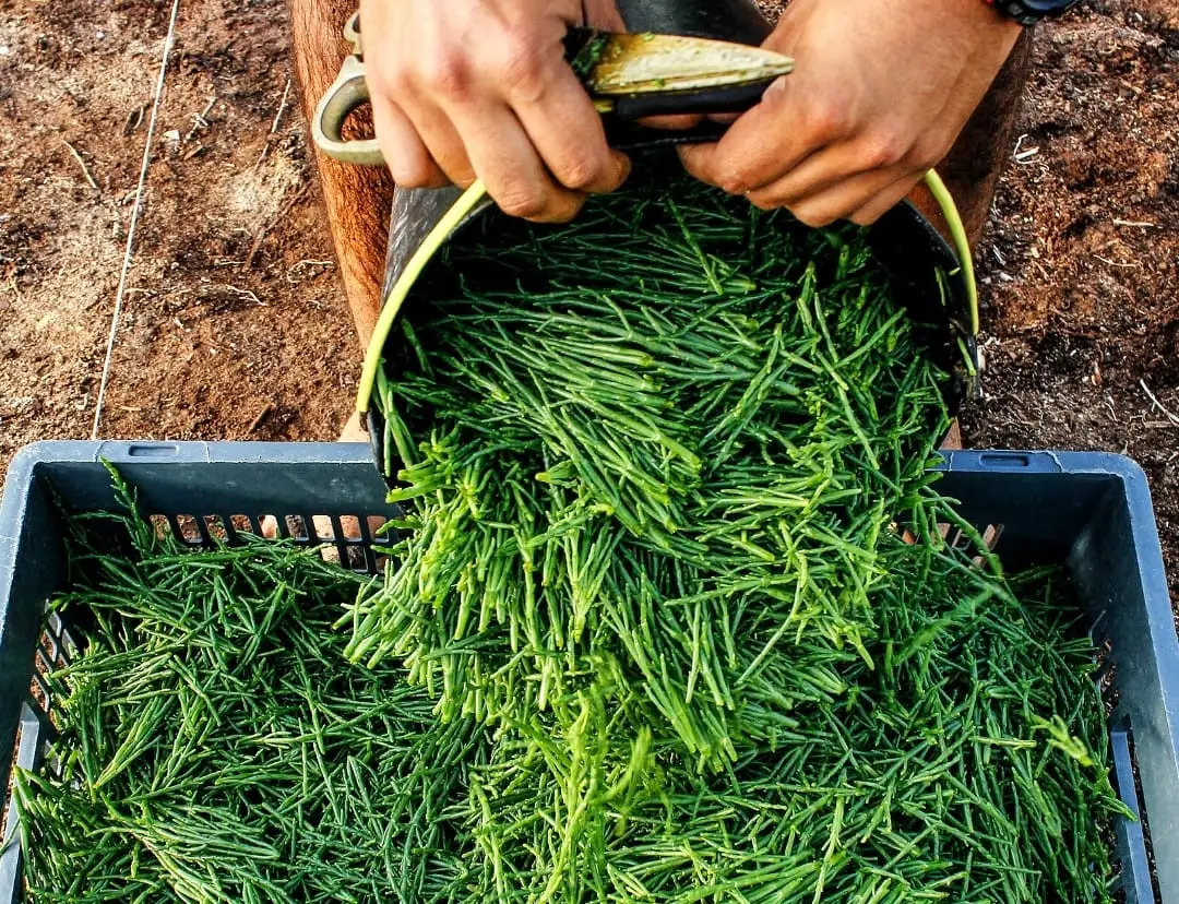 Mais saudável e natural, a salicórnia é o sal do futuro
