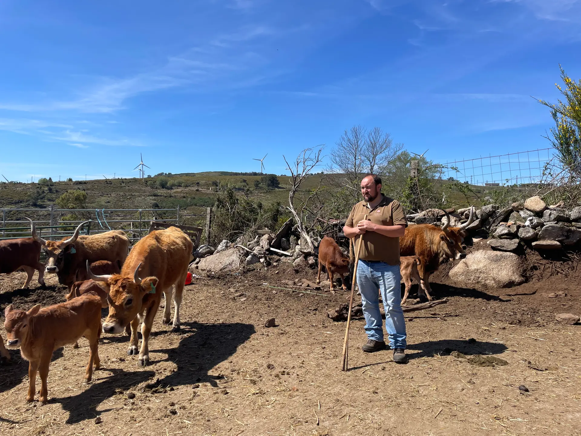 Com carne tenra e suculenta, os animais da raça cachena crescem livres em pastos de altitude