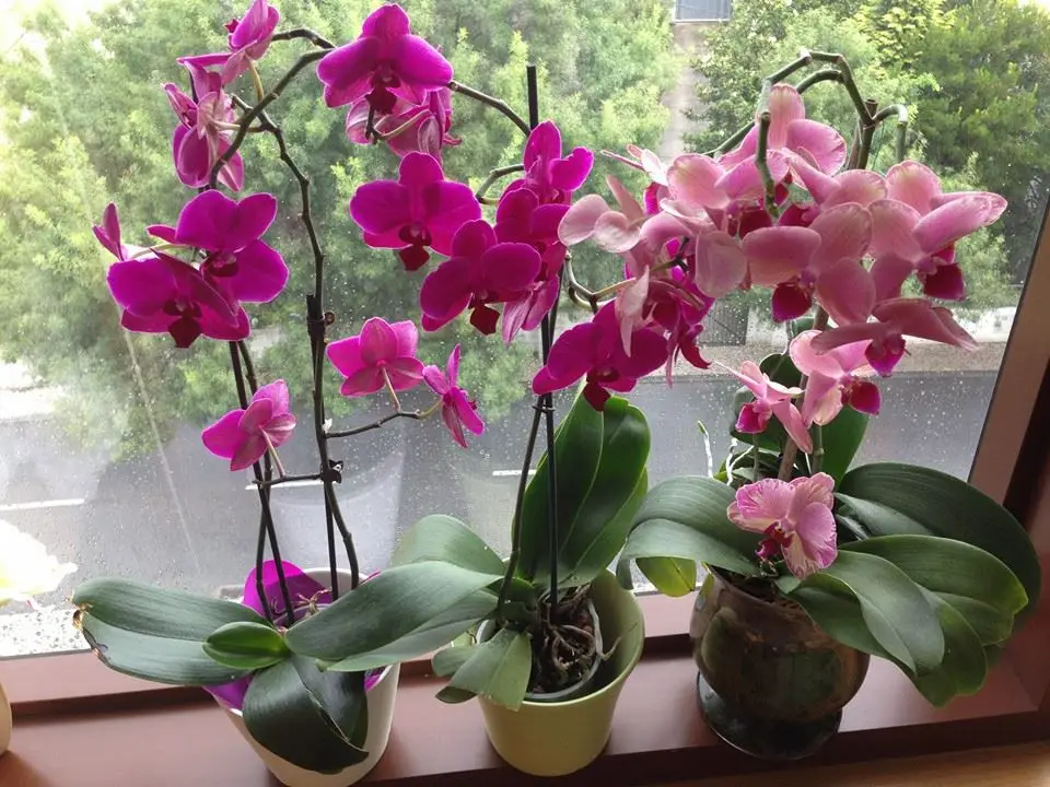 Orquídeas em Viseu