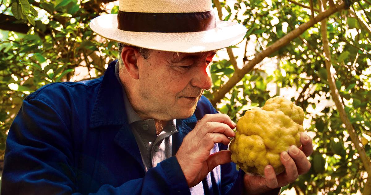 Vicente Todolí, o grande curador de arte que se apaixonou por limoeiros: “O principal é fazê-lo porque se gosta”