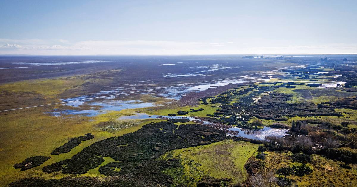Doñana: Seca está a matar o maior parque natural da Península Ibérica