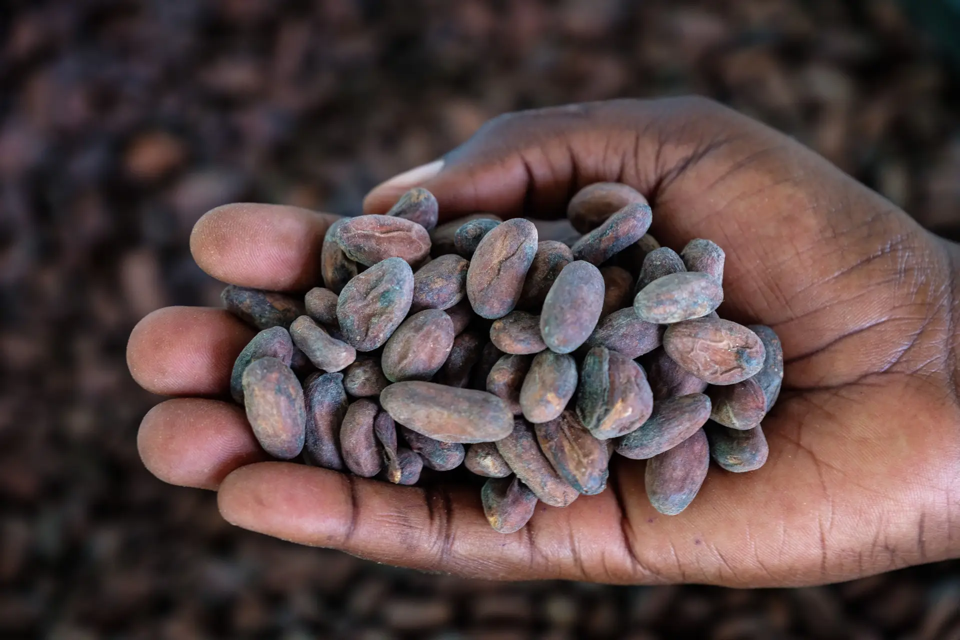 Vai comer um chocolate? "Por trás da maioria das tabletes há uma alta probabilidade de haver injustiça", alerta ONG