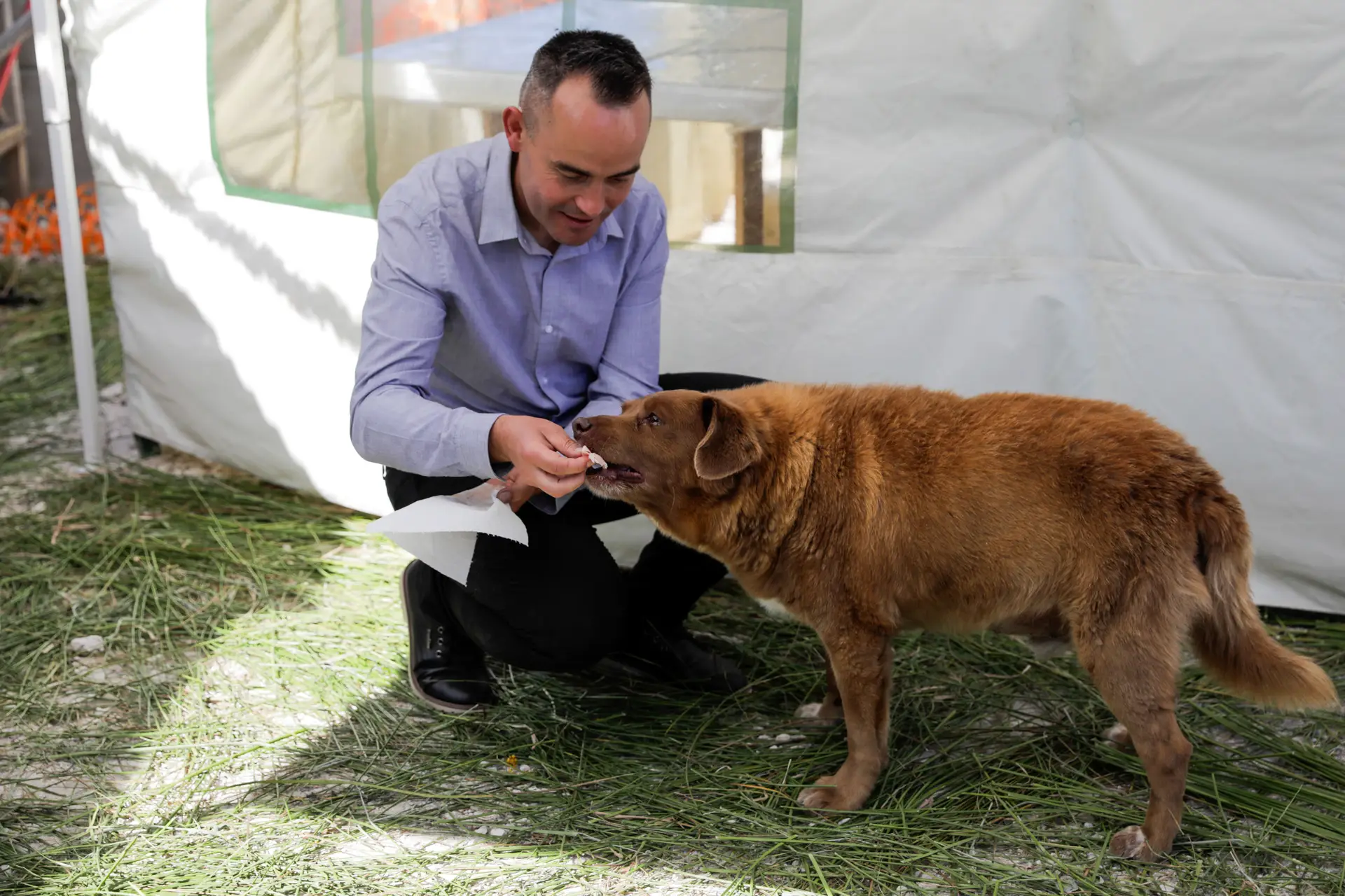 Morreu Bobi o cão mais velho do mundo Expresso