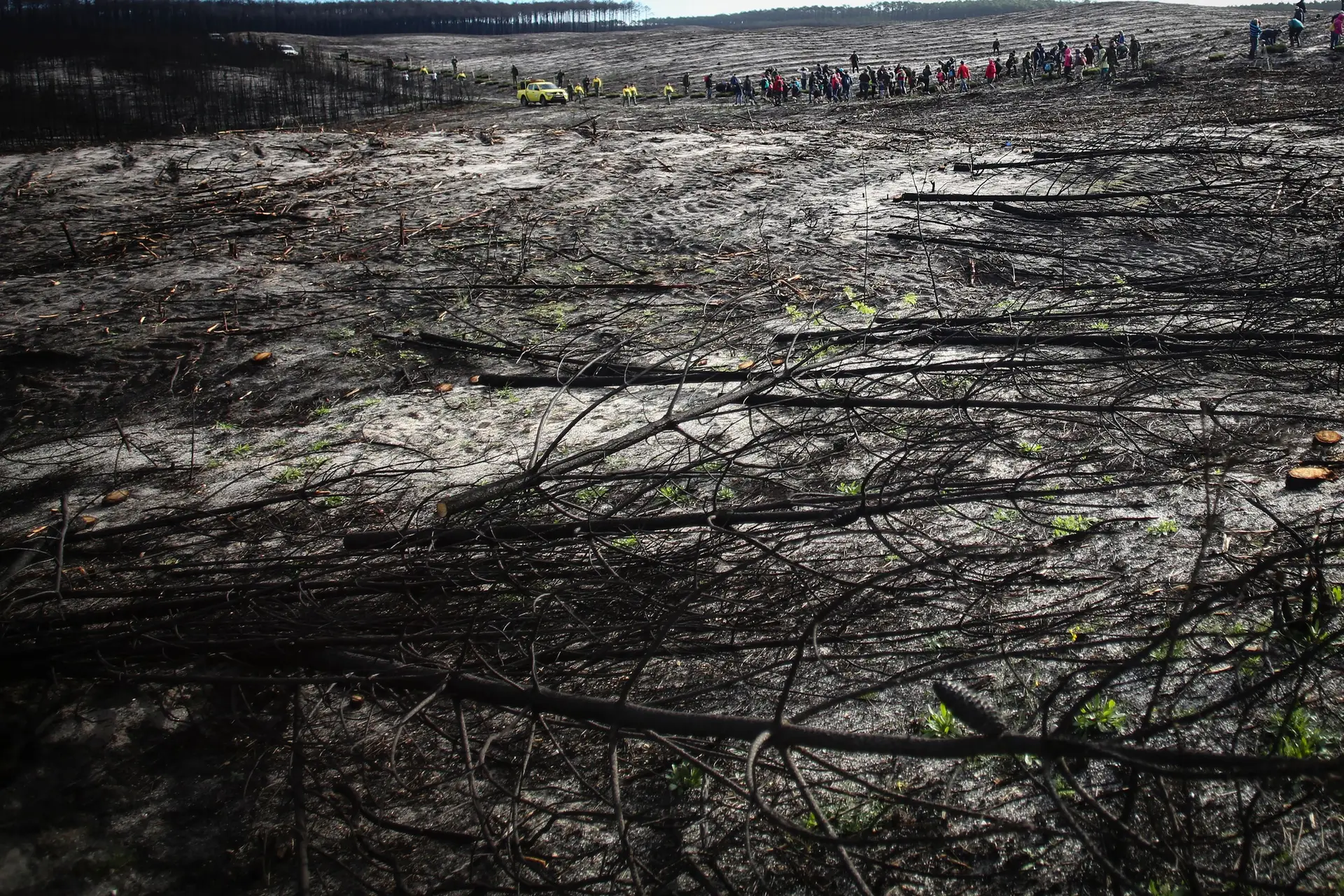 Gestão da floresta e da prevenção de incêndios “é um insucesso”, diz o Centro Pinus