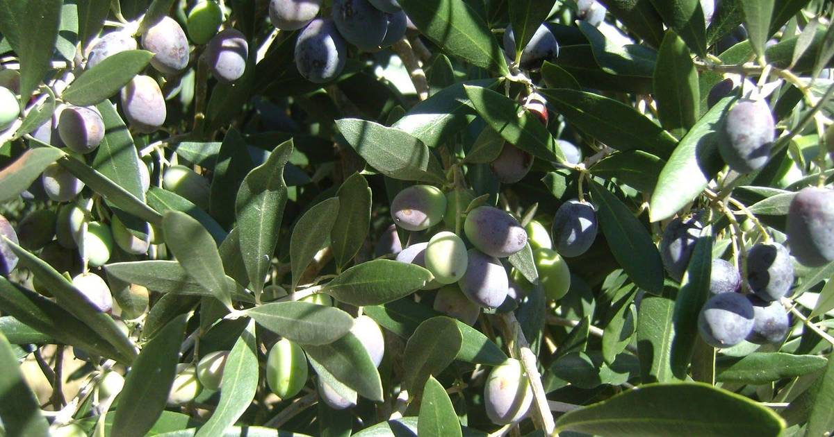 PSP detido em Beja terá sido recrutado pelo filho para a rede de tráfico de imigrantes