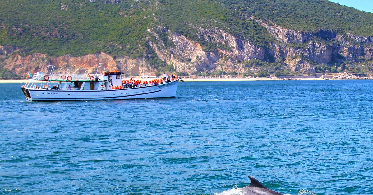 Proibida observação de golfinhos no Sado entre este sábado e 30 de agosto