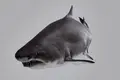 Tubarão-touro