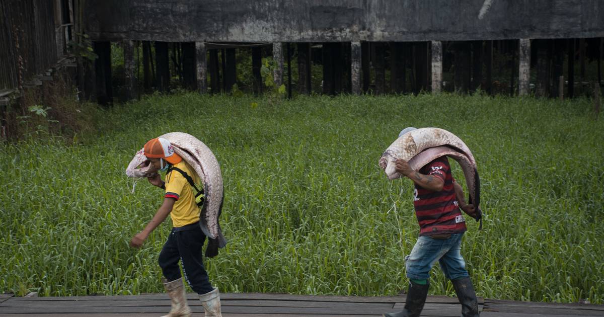 Pesca ilegal: a última investigação do jornalista que queria “salvar a Amazónia