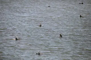 Ajoelham-se no lodo do Tejo, fazem duas marés, vivem em condições indignas: mais de mil pessoas exploradas na apanha ilegal da amêijoa