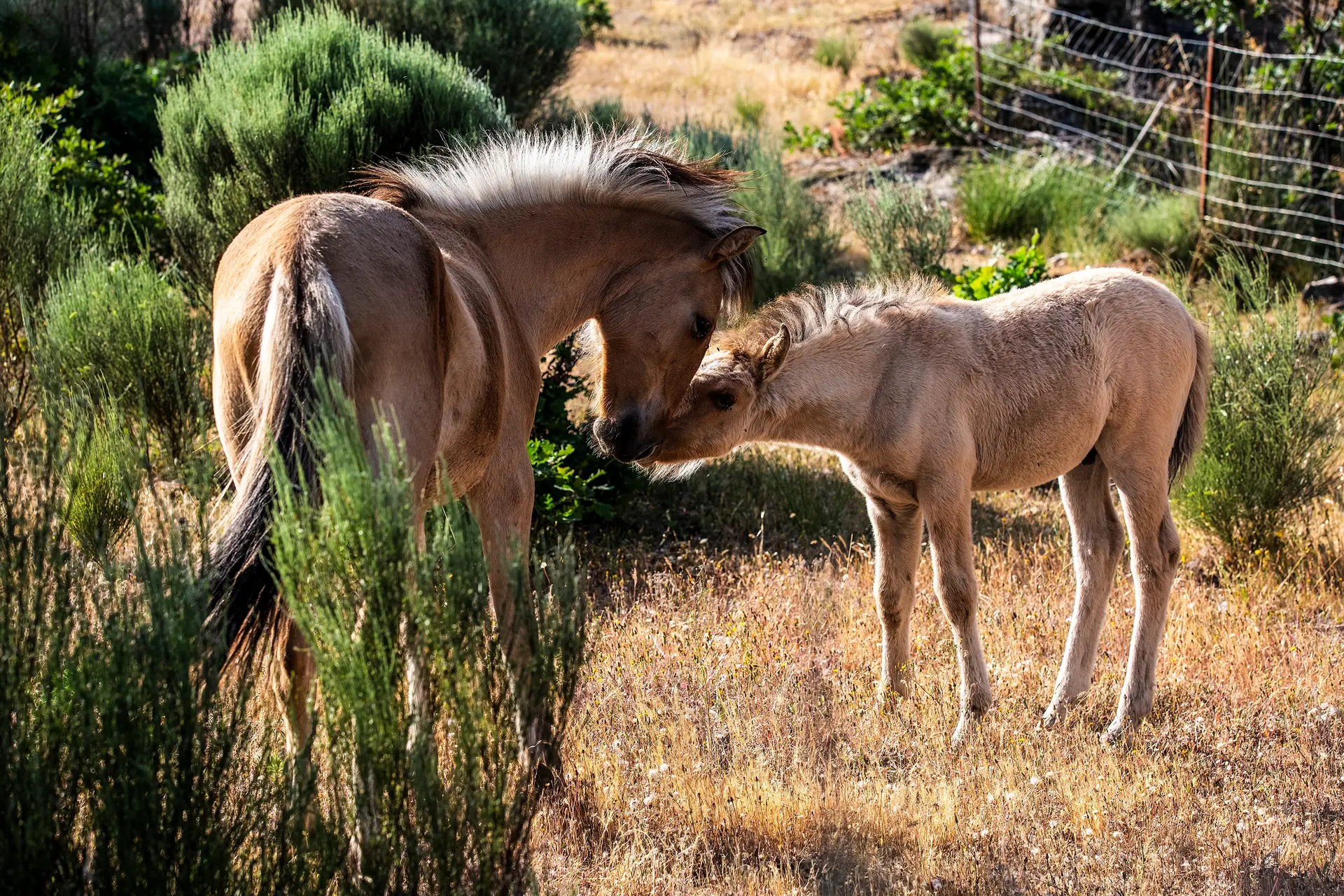BIODIVERSIDADE Três manadas de cavalos Sorraia e uma de tauros, uma mistura de bois que se assemelham aos extintos auroques retratados nas gravuras de Foz Côa, fazem parte das espécies selvagens reintroduzidas no Vale do Côa pelo projeto Rewilding Portugal. Foto Ana Baião