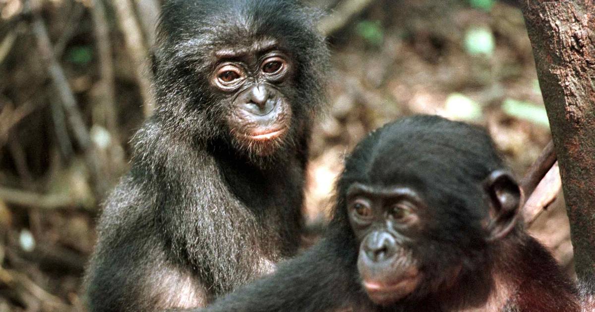 Primatas já se masturbavam há 40 milhões de anos para “aumentar hipóteses de fertilização” e “prevenir DST”