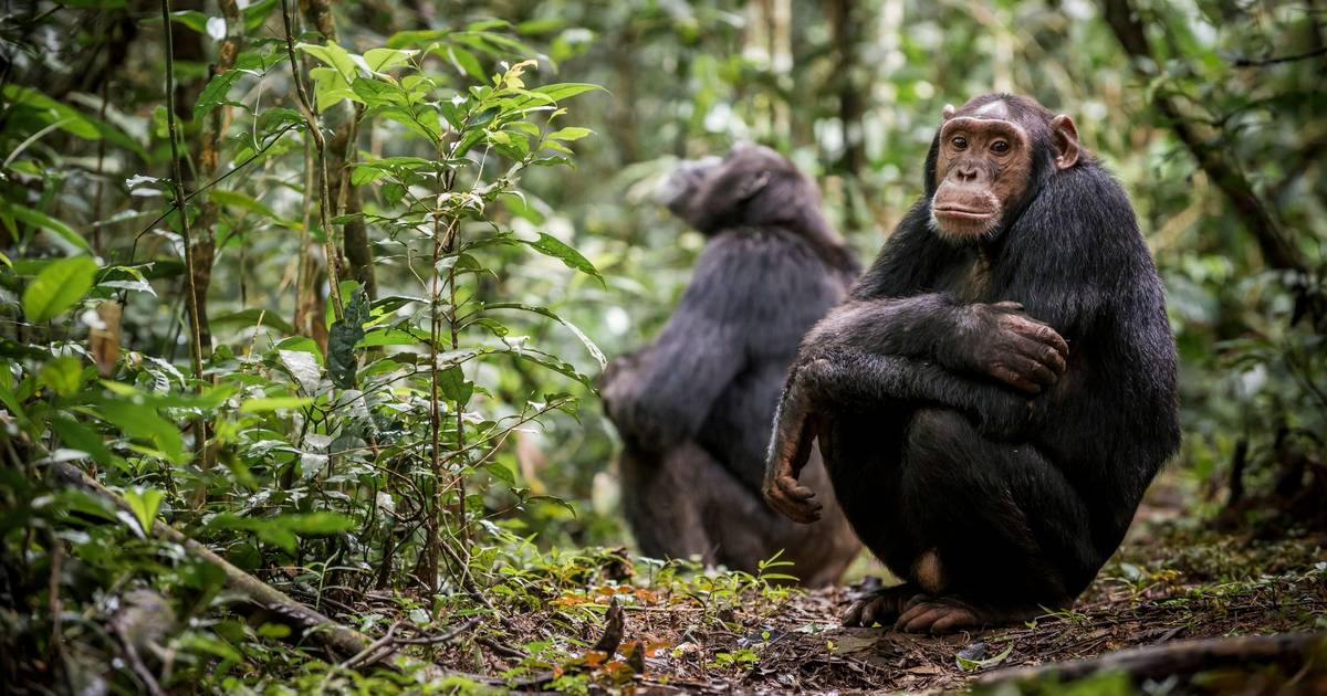 Comportamento homossexual nos primatas é ancestral, tem componente hereditária e pode ser uma vantagem evolutiva