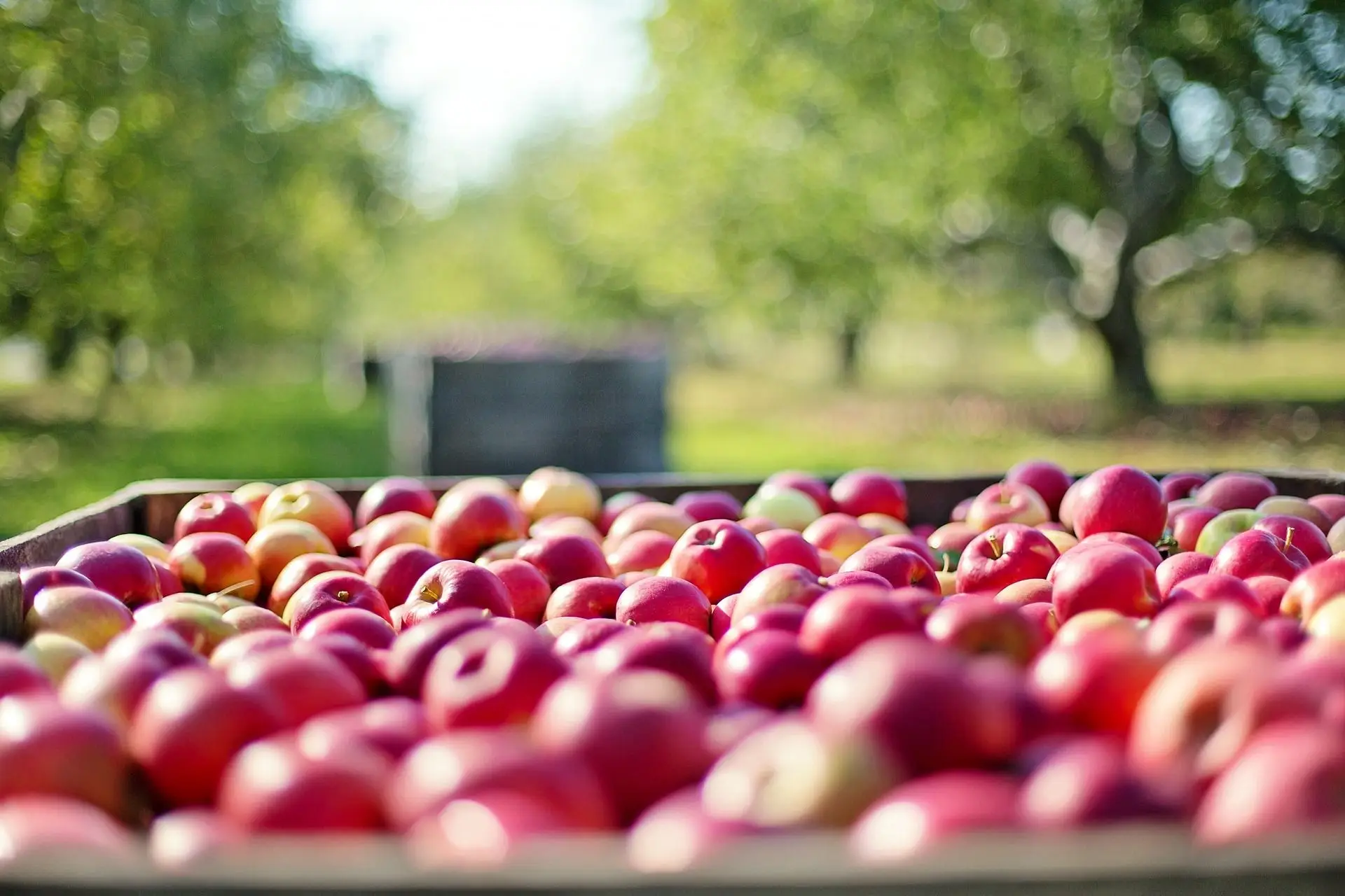 40% da produção agrícola perde-se no desperdício alimentar
