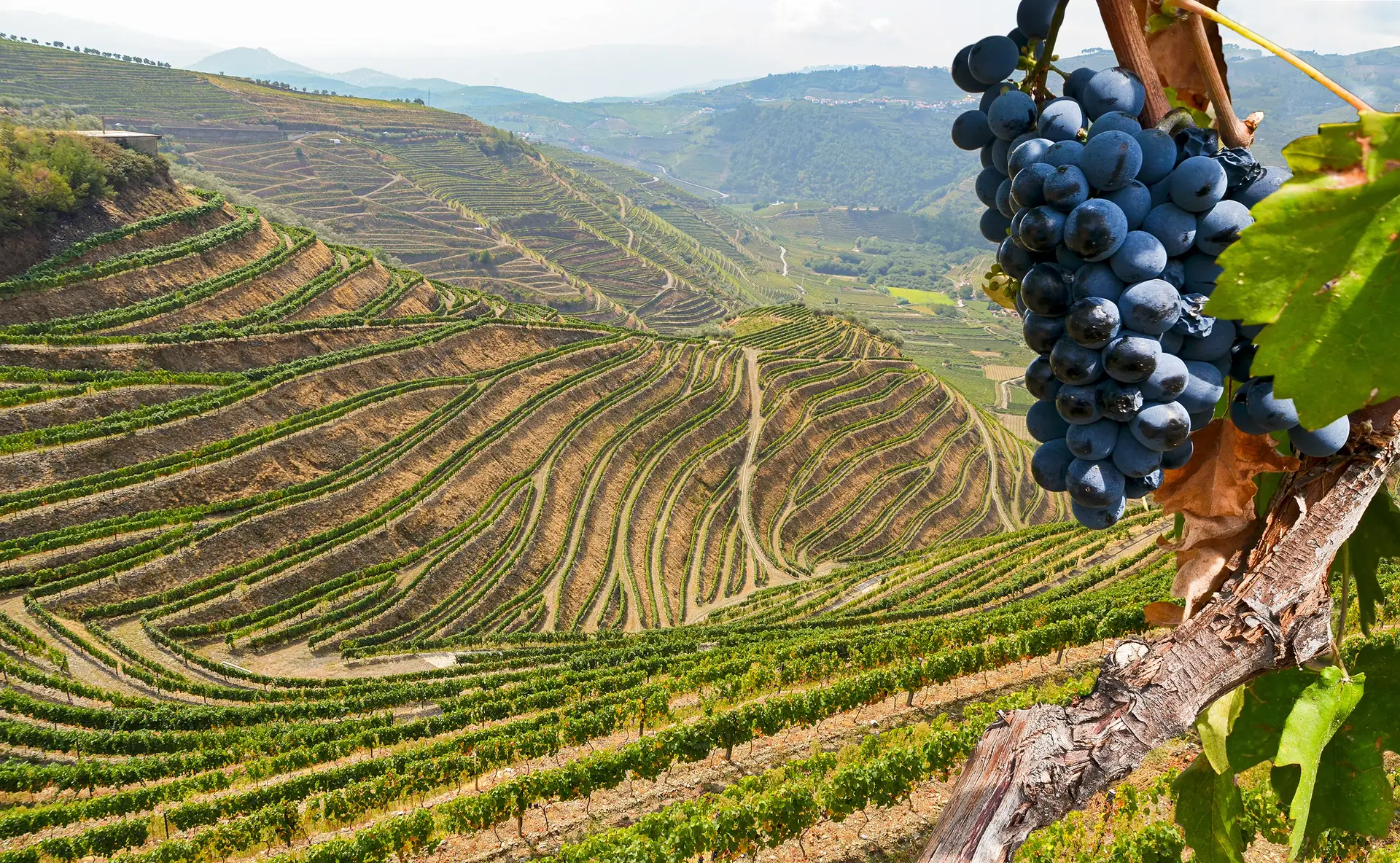 À procura dos segredos escondidos no mundo dos vinhos: um bom exemplo do muito que há a fazer