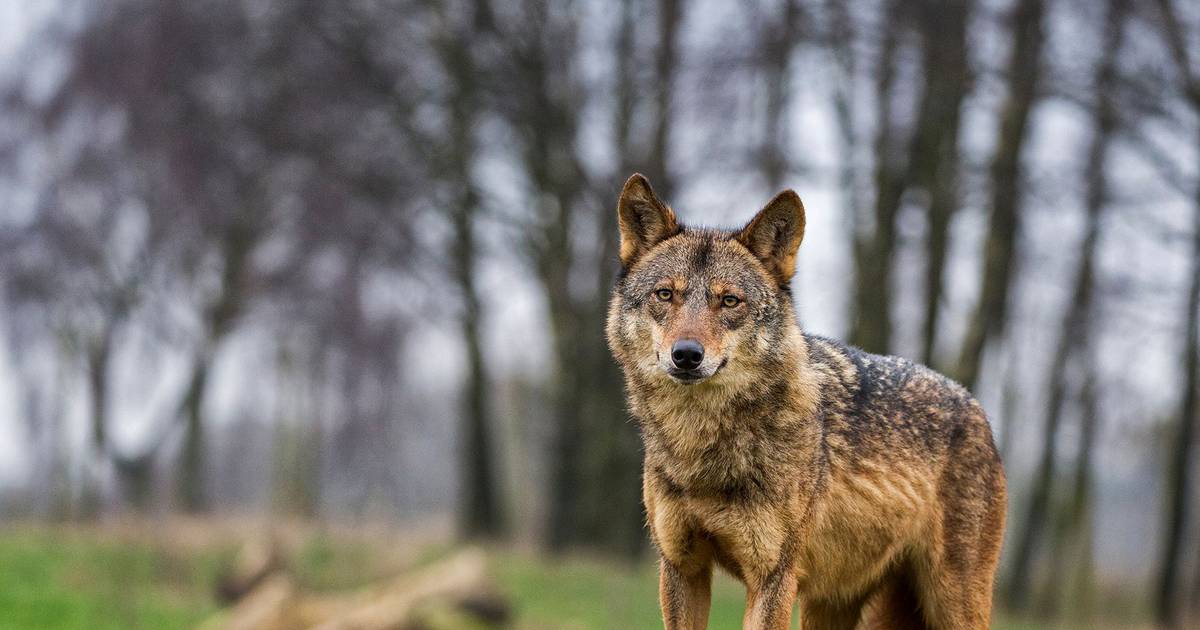 Espanha aprova lei contra desperdício alimentar e levanta proibição de caça ao lobo-ibérico