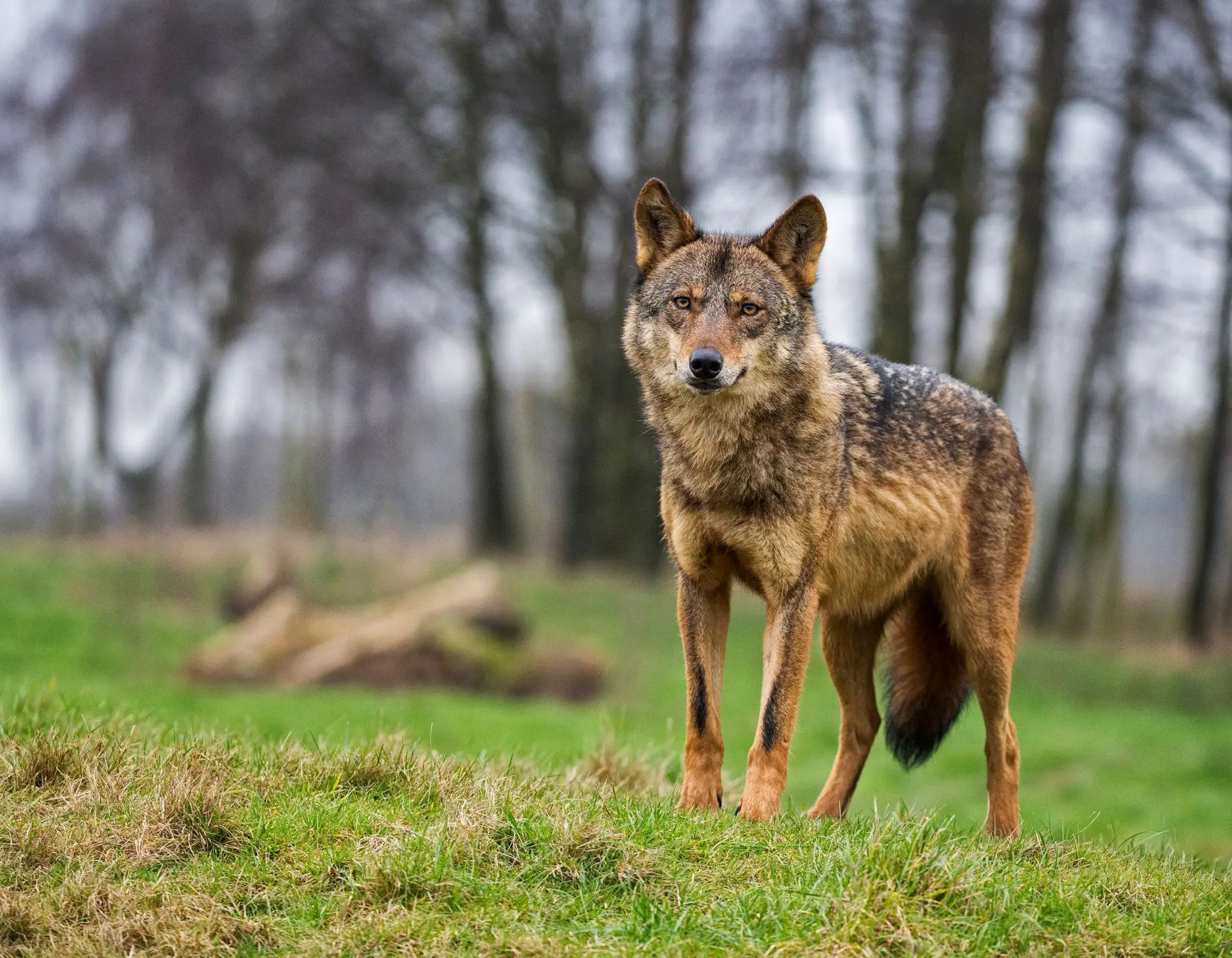 Lobos sob a mira com a redução do estatuto de proteção da espécie ...