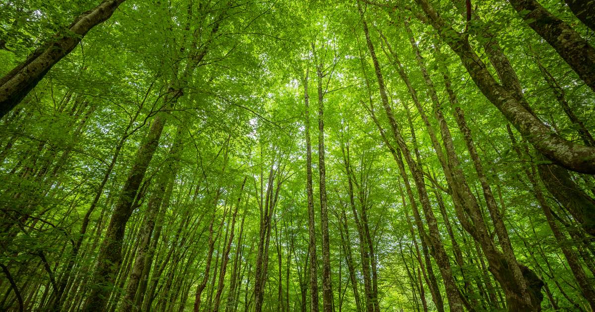 Produzir e preservar: o binómio das florestas
