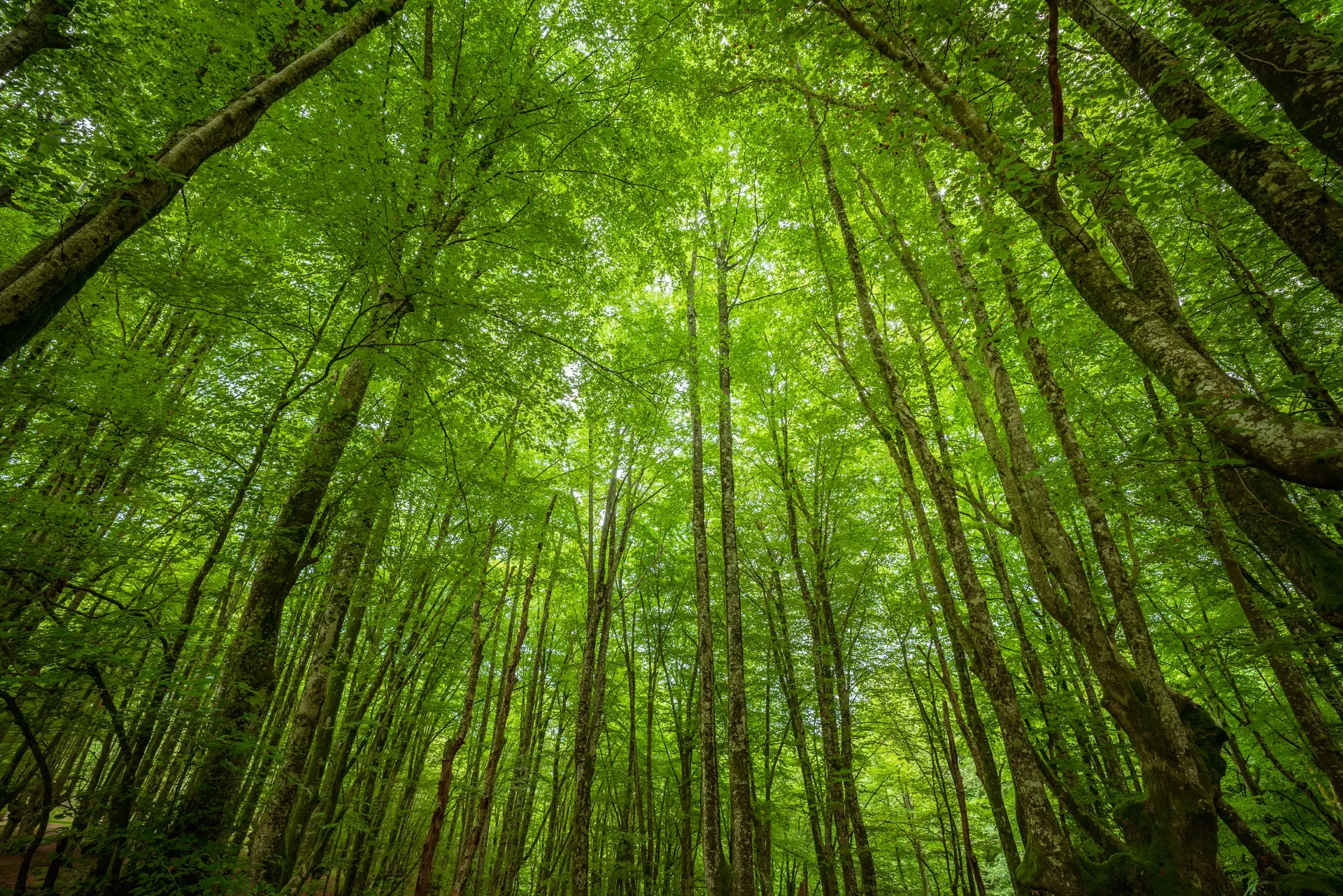 Produzir e preservar: o binómio das florestas