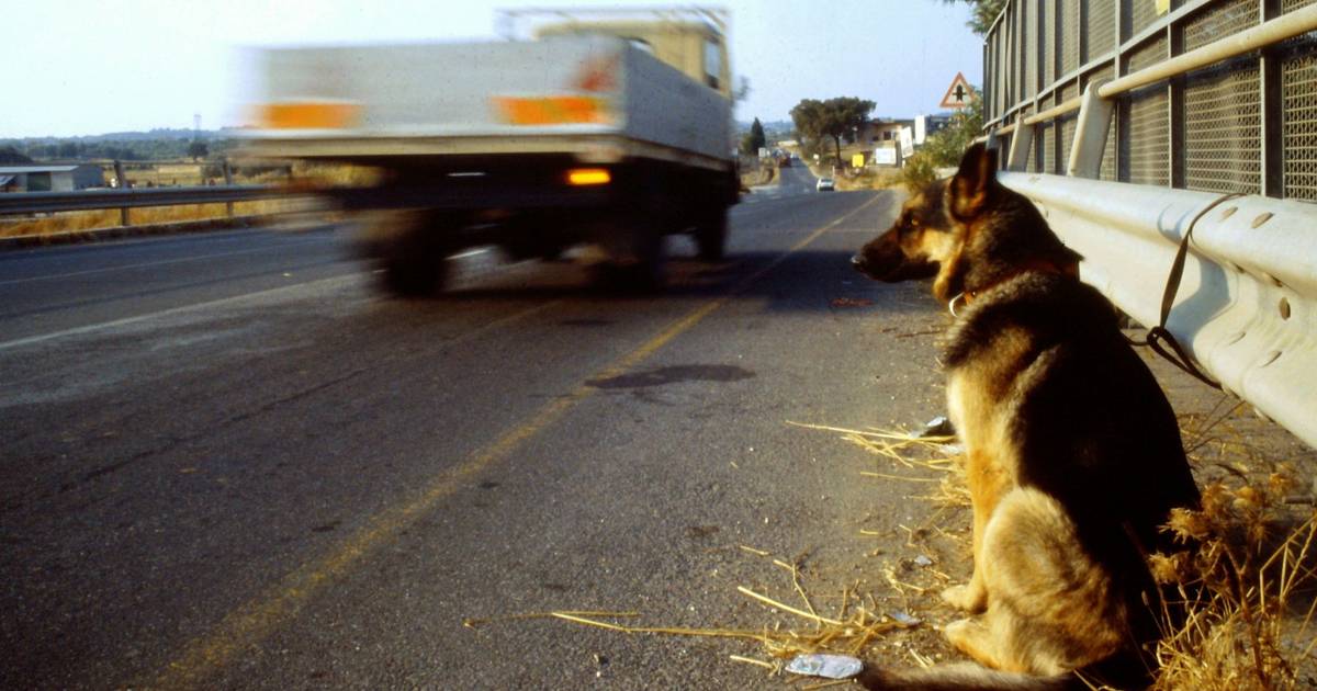 Abandono animal aumenta no verão: há quem largue cães e gatos na autoestrada