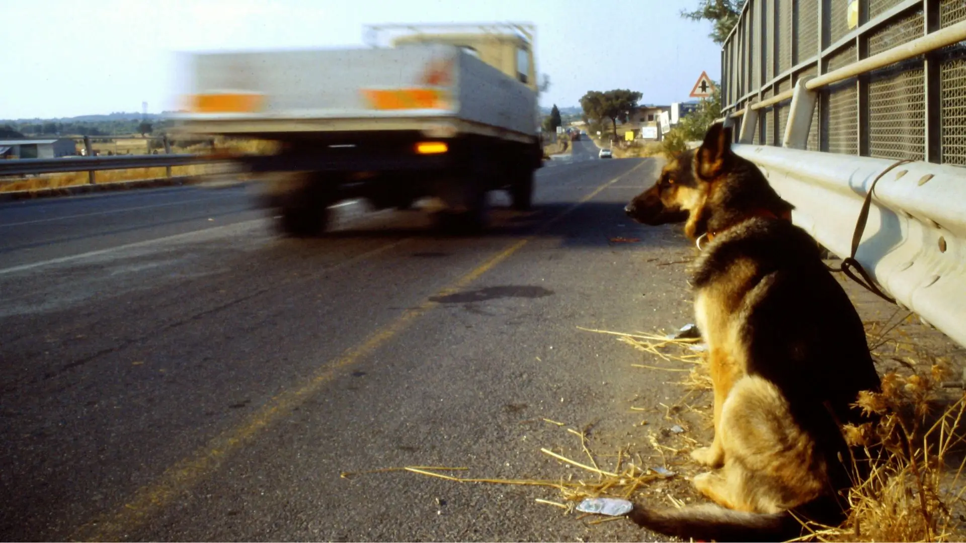 PSP identifica mais de 1.200 pessoas por abandono de animais desde 2015