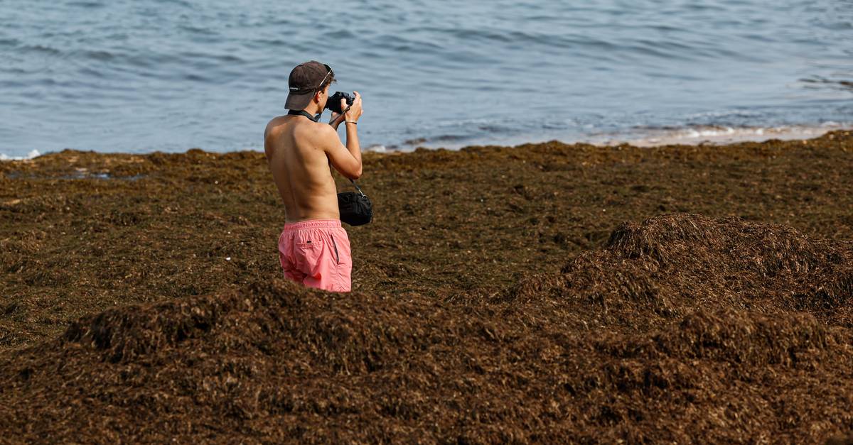 Alga asiática está a invadir praias da costa algarvia e traz preocupações ao turismo