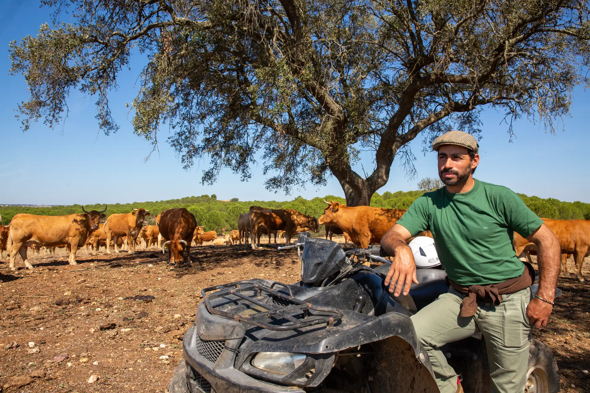 Um cowboy alentejano na Vila Galé: José Candeias trabalha como vaqueiro na herdade em Beja. onde se insere o complexo Clube de Campo que integra três hotéis do grupo. “Cada vez há menos gente na região a fazer isto, é preciso gostar muito, dedicamos a nossa vida ao gado”