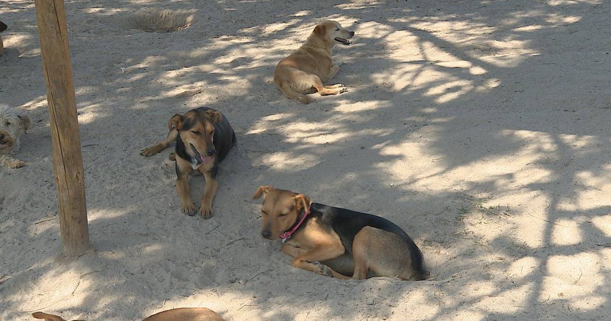 Cabo rasgado esteve na origem da eletrocussão de dois cães em Odivelas