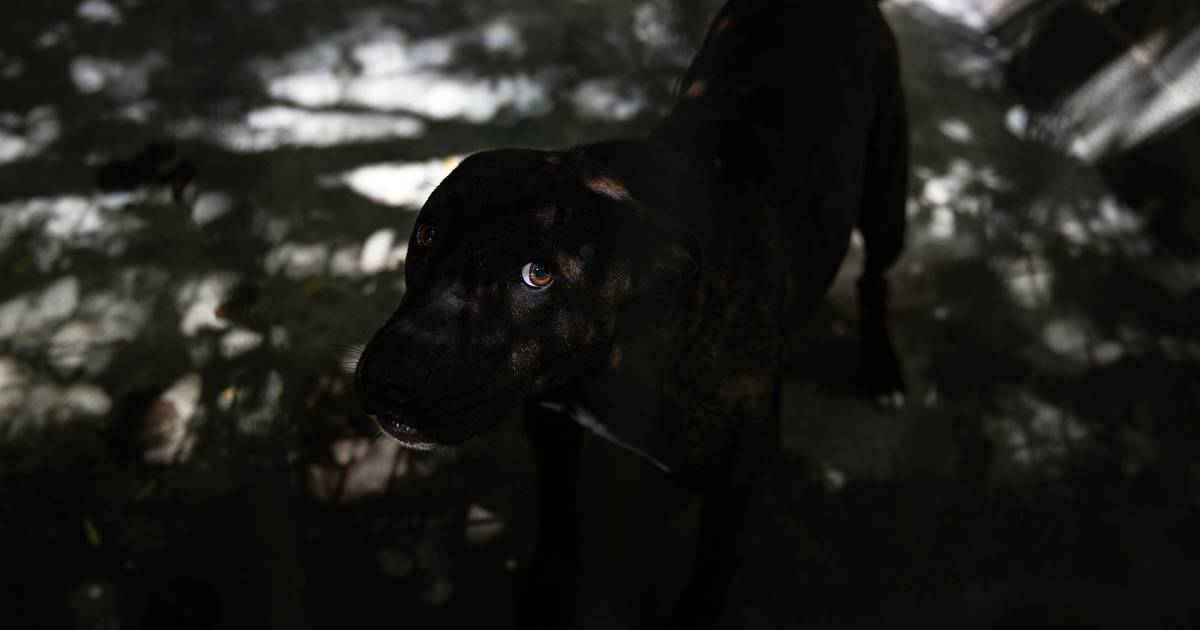 Este é o “Kid” e os seus olhos contam uma história de abandono: crise faz aumentar número de cães nas ruas ou entregues a associações