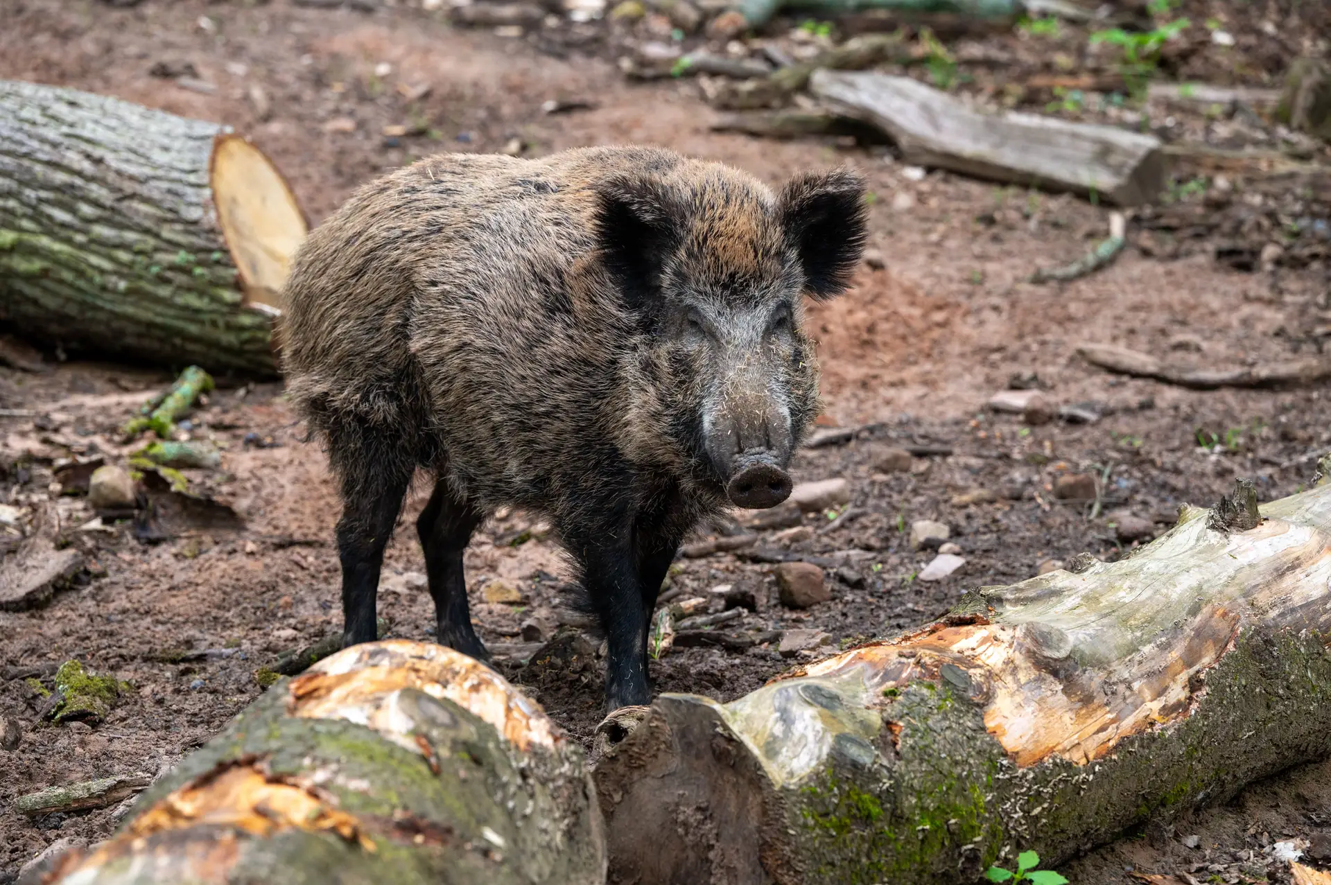 A “sobreabundante” população de cerca de 300 mil javalis em Portugal: animais “estão a atacar em todo o lado” e com “prejuízos gravíssimos”