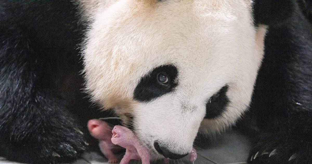 Nasceram pandas-gigantes gémeos na Coreia do Sul: é a primeira vez que acontece