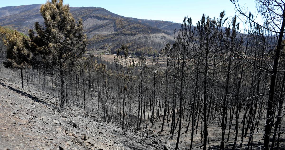 Serra da Estrela: recuperação da zona ardida pode estar a destruir ainda mais o património natural