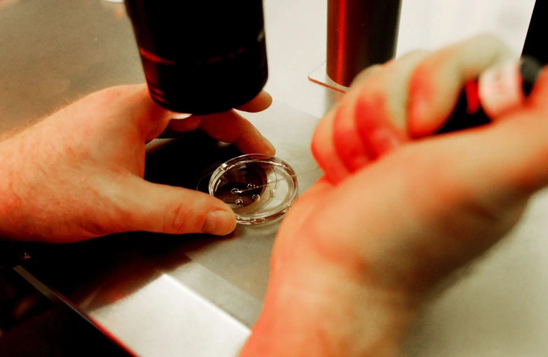 Cientistas criam “modelo completo” de embrião humano sem espermatozoide nem óvulo