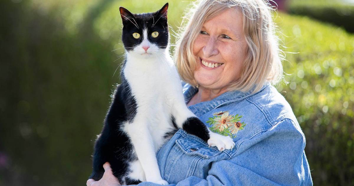 Zebby é o Gato Nacional do Ano no Reino Unido: a dona é surda e ele ajuda-a nas tarefas do dia a dia