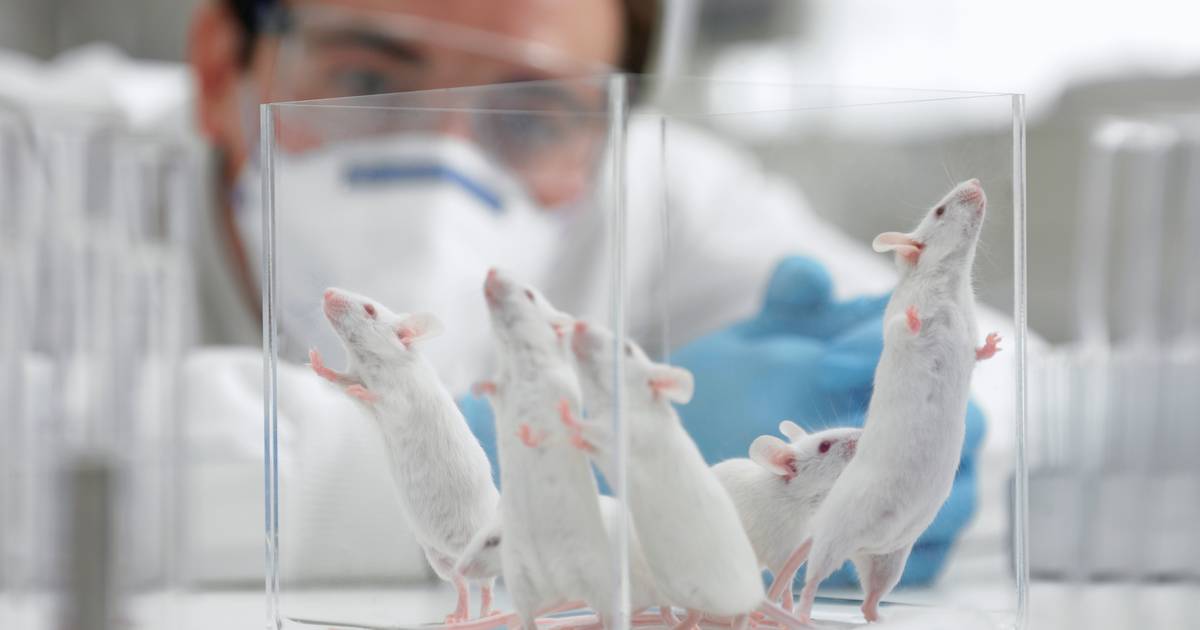 União Europeia acelera processo para acabar com testes em animais na indústria cosmética