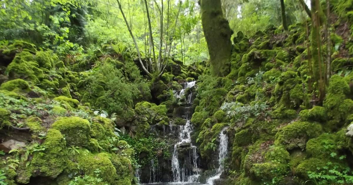 É oficial! Mata do Bussaco recebe certificação de primeira Floresta Terapêutica da Península Ibérica