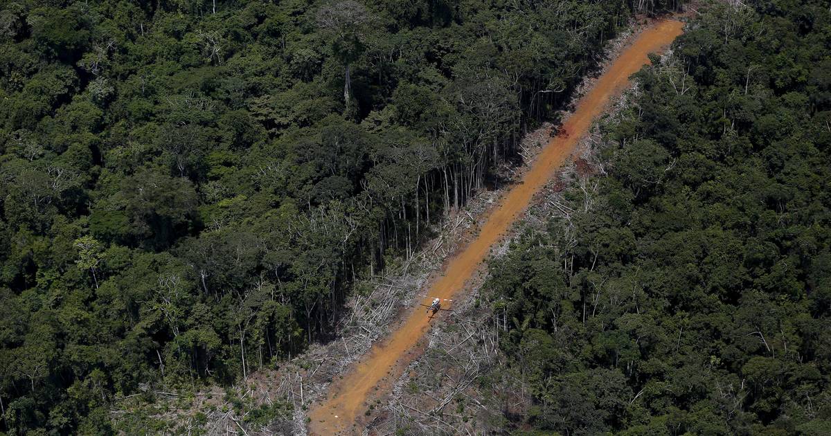 Desmatamento na Amazónia regista em julho a maior redução de sempre