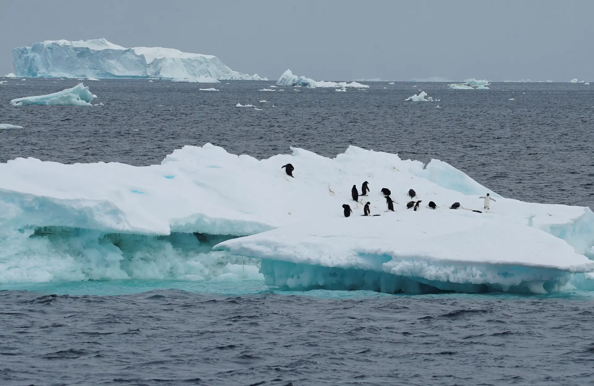 Colónias de pinguins têm sido fortemente atingidas pela subida das temperaturas na Antártida