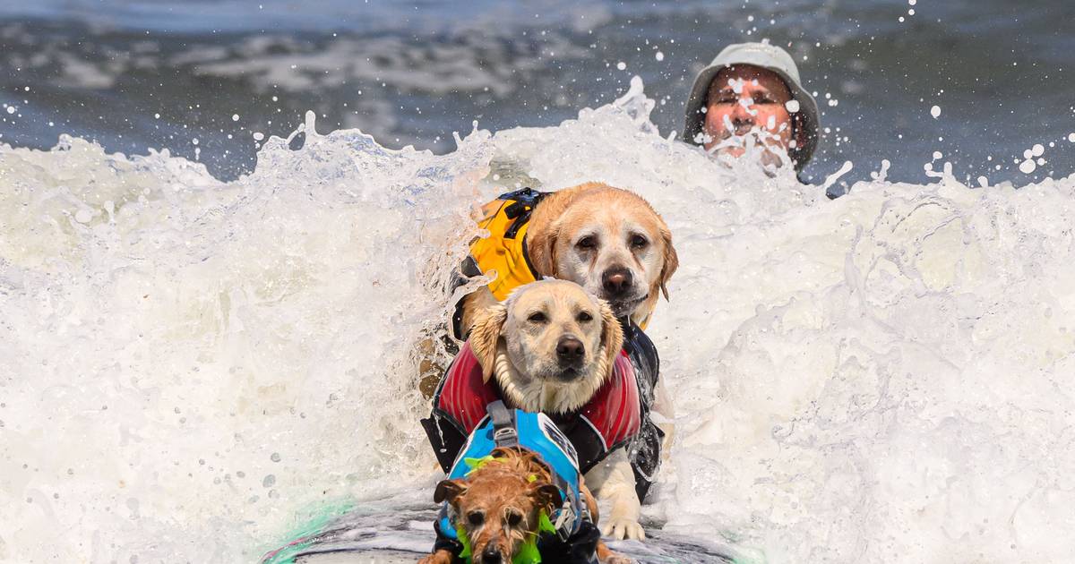 Eles também sabem conquistar as ondas: dezenas de cães surfistas participam no Campeonato Mundial de Surf Canino