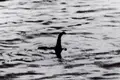 Monstro do Lago Ness