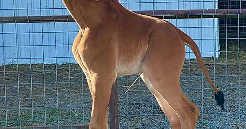 Girafa sem manchas nasce no Tennessee: há 50 anos que não havia registo de uma assim