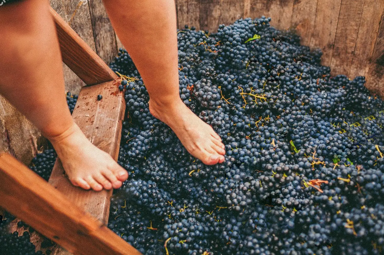Pisar uvas sem sair da cidade? Em Gaia, esta festa das vindimas obriga