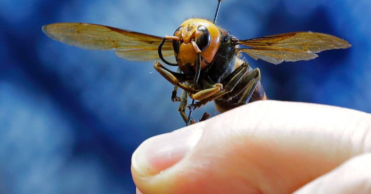 Sem predadores naturais e agressiva juntos dos ninhos, a vespa asiática matou duas pessoas este mês e continua a conquistar território