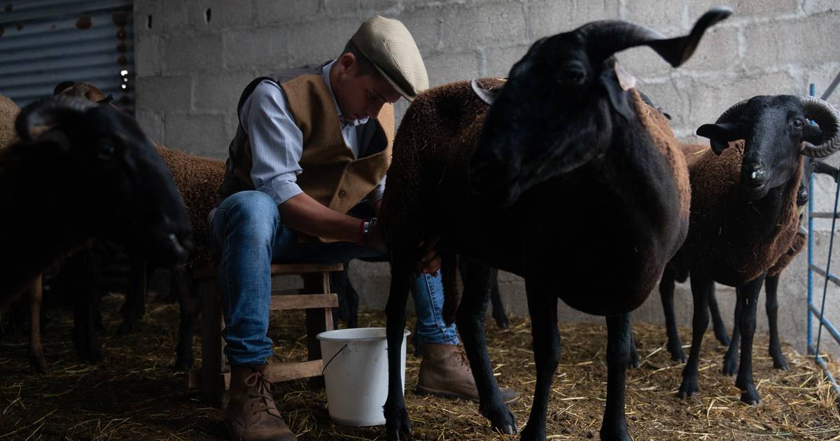 “Só quero que se calem, deixem-me ser pastor”: Edgar tem 18 anos e cuida de 35 ovelhas
